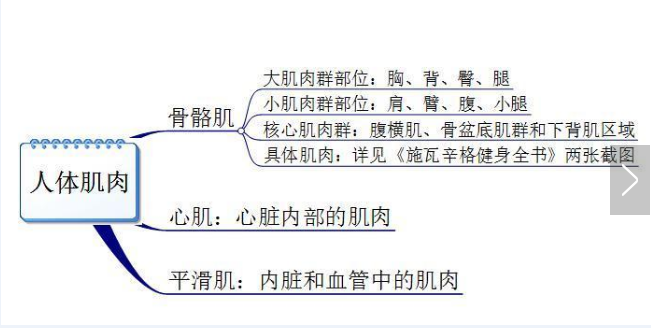 你真的認(rèn)識(shí)你身體的肌肉嗎？